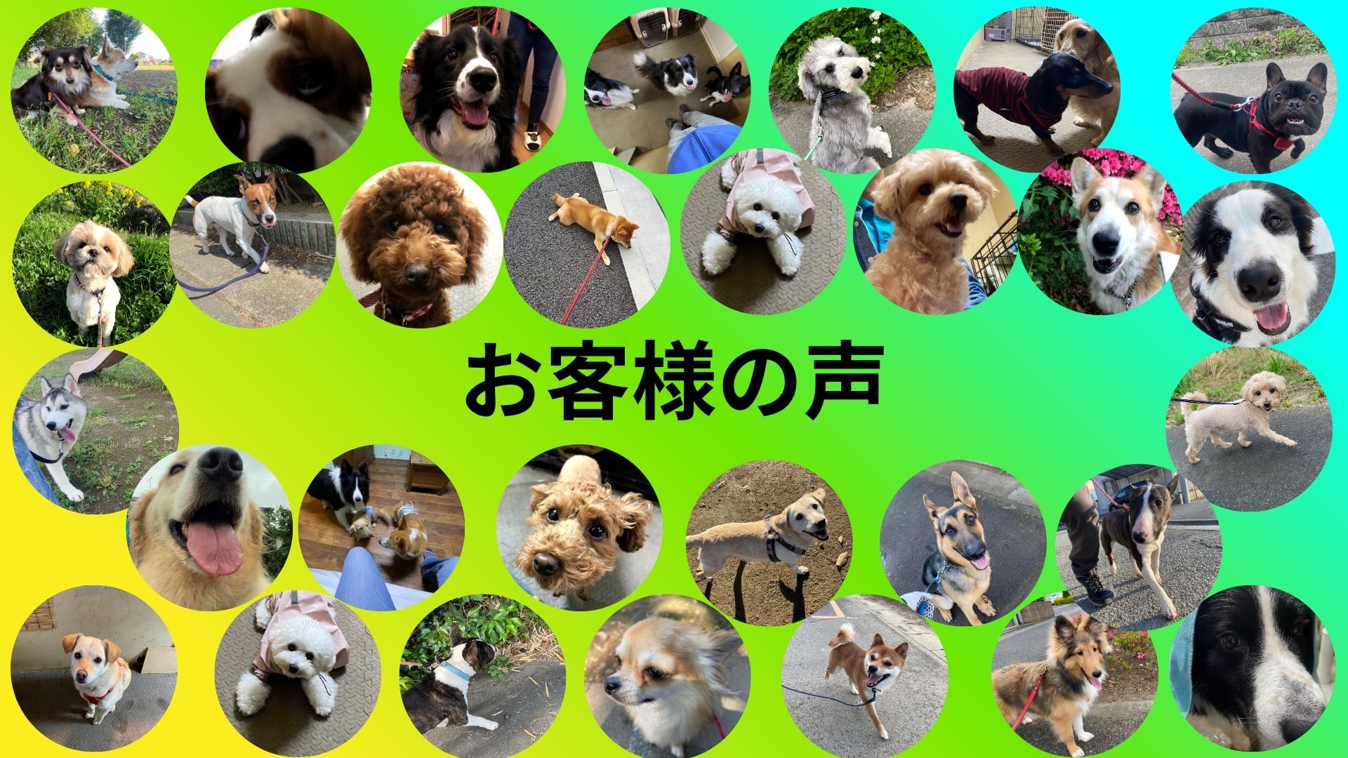 お客様の声 ペットの犬のしつけ事例集。飼い主と愛犬の笑顔あふれる写真が多数。成功事例や喜びの声を紹介し、あなたの愛犬の成長をサポートします。