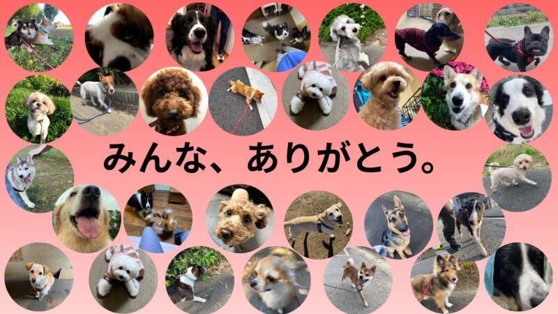 お客様と愛犬への感謝を込めたメッセージと、楽しそうな犬たちの写真集。これまでに犬のしつけサービスをご利用いただいた皆様、本当にありがとうございます。