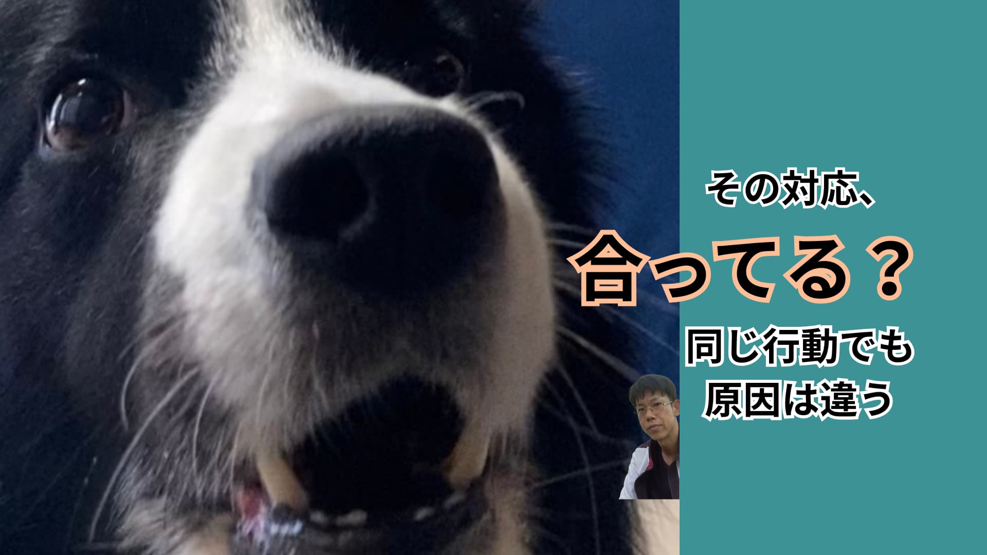 犬の問題行動は同じ行動に見えても原因が違えば対応も変わることを伝えるアイキャッチ画像