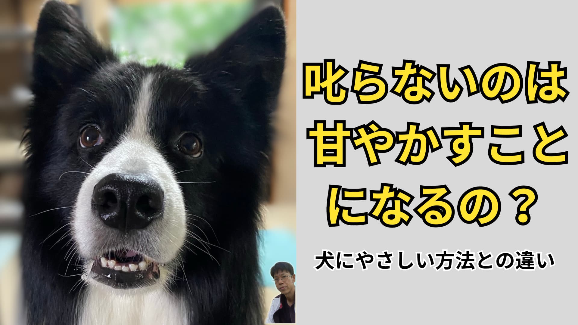 犬のしつけで叱らないことと甘やかしの違いを説明する記事のアイキャッチ画像