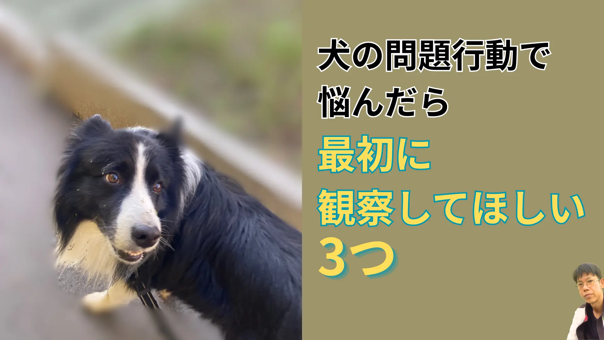犬の問題行動で悩んだときに最初に観察してほしい3つの視点を紹介するアイキャッチ画像