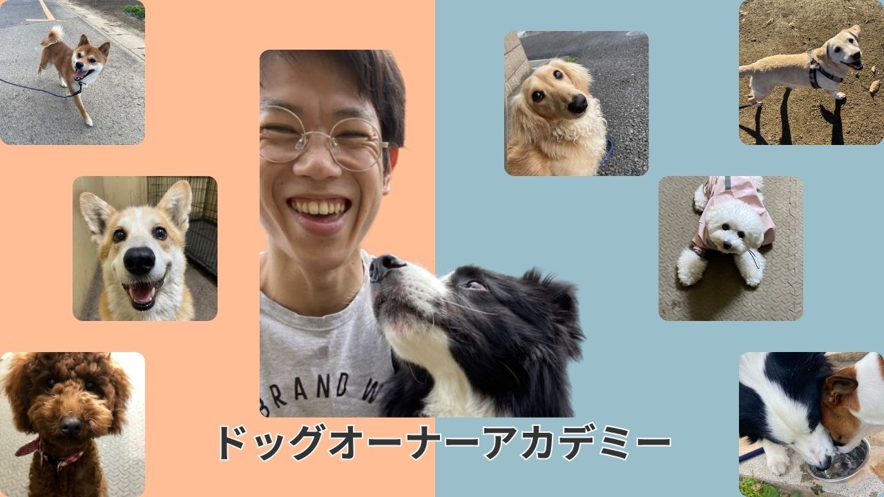 笑顔で寄り添うプロのドッグトレーナーと幸せな愛犬と今まで担当してきた犬たち。叱っても直らない犬のしつけの悩みを解決し、共に穏やかな毎日を送るサポートをいたします。